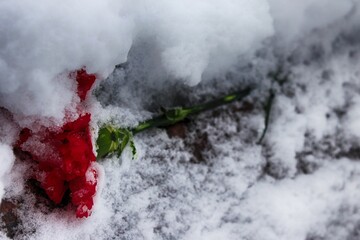 a rose in the snow