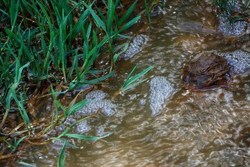 small river flowing through the forest