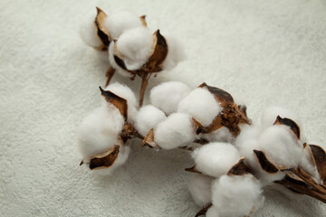 cotton branch on a white background. close-up