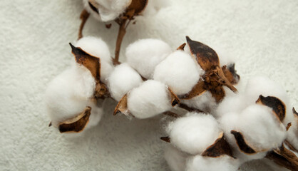Fototapeta na wymiar cotton branch on a white background. close-up