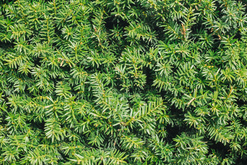Thuja hedge texture. American Arborvitae plant pattern. Evergreen Thuja occidentalis type decorative fence. Thuja plant texture. Decorative green bush. Gardening hedge background. Coniferous bush.