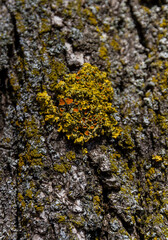 Lichen on tree bark