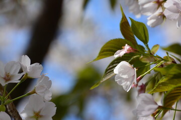 桜の花