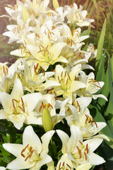 Obraz premium Unfocused background with beautiful yellow lilies in water drops. Selective Focus