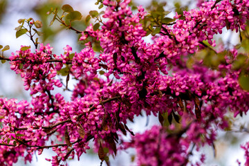 European Cercis, or Judas tree, or European scarlet. Close-up of pink flowers of Cercis siliquastrum.