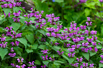 Purple flowers of Lamium Maculatum creeping groundcover plant