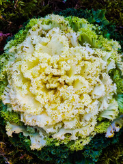 cabbage on the ground