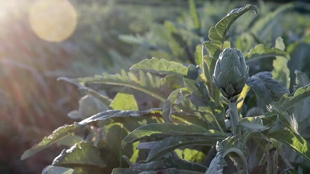 Field of natural artichokes vegetables in branch in a agricultural plantation at sunset