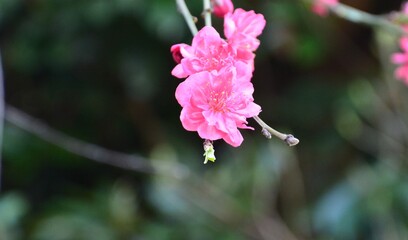 ピンク色の木の花