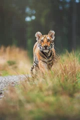 Zelfklevend Fotobehang tiger in the forest © Sangur