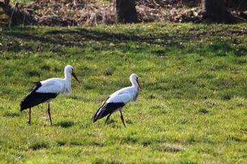 zwei Störche suchen in den Hammewiesen im Teufelsmoor nach Futter