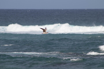 Seagull chasing the waves