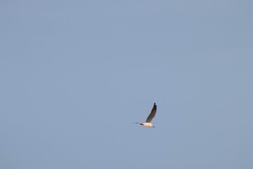 Seagull chasing the waves