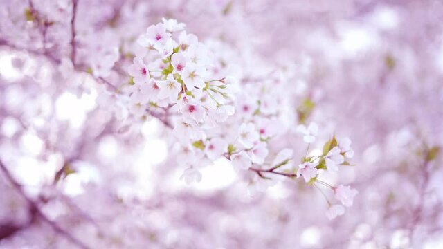 桜の花　イメージ