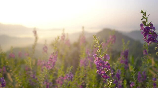 4K. 3840x2160p. 25.00fps. Scene of Close Up Flower and sunlight background. At Sunset or sunrise time. Nature and travel concept.