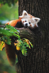 red panda in tree © Sangur