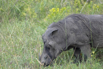 warthog in the grass