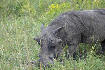 Warthog in the wild