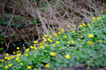 Lesser celandine or pilewort blooming in the forest. `Small yellow spring flower with yellow glossy petals.