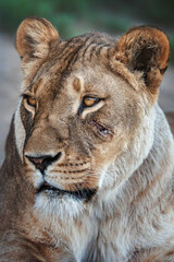 portrait of a lioness