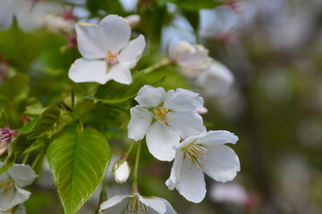 桜の花
