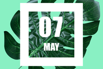 may 7th. Day 7 of month,Date text in white frame against tropical monstera leaf on green background spring month, day of the year concept