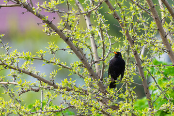One of the most familiar birds in parks and gardens of Europe, the common blackbird