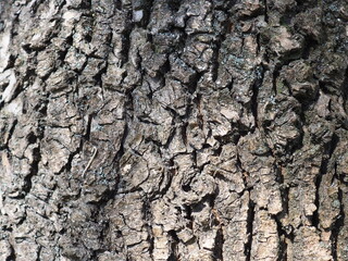 bark of a tree