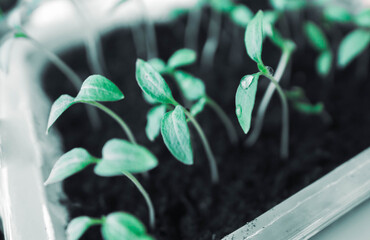 A seedling for a farm. The sprouts are in special containers. Selective focus. The concept of gardening.