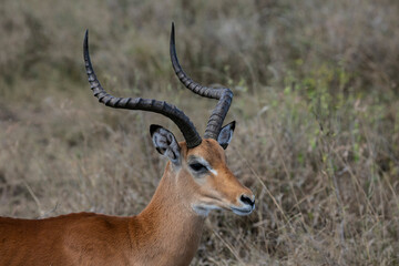 Naklejka na ściany i meble Male impala watching predators in Ngorongoro Wildlife Reserve in Tanzania.