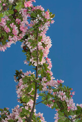 Вackground spring- flowers apple