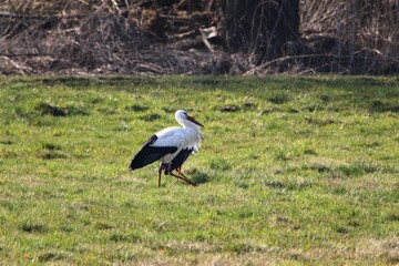 zwei Störche suchen in den Hammewiesen im Teufelsmoor nach Futter
