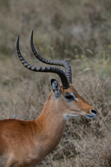 Naklejka na ściany i meble Male impala watching predators in Ngorongoro Wildlife Reserve in Tanzania.