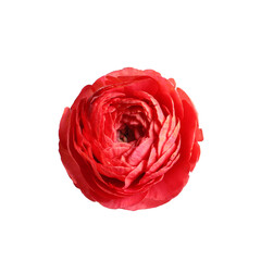 Beautiful fresh ranunculus flower on white background