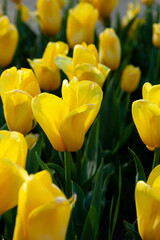 Yellow tulip in the field. A large bud of a yellow flower. Spring background. Tulips in the garden. Seasonal flowering of spring flowers. Close up.