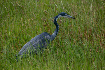 Grey Heron in Serengeti National Park of Tanzania.