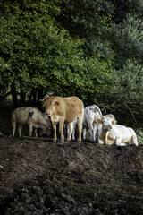 Obraz na płótnie Canvas Cows grazing in the field