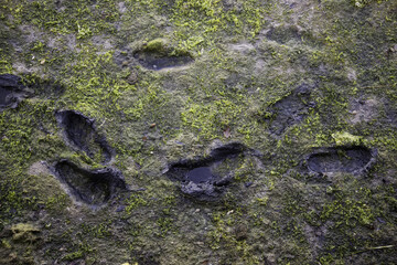 Footprints in the mud