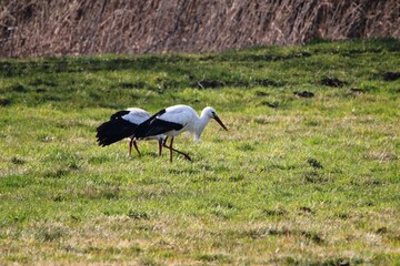 zwei Störche suchen in den Hammewiesen im Teufelsmoor nach Futter