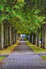 A pedestrian little road and a beautiful treeline