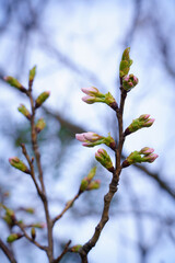 弾けそうな桜の蕾