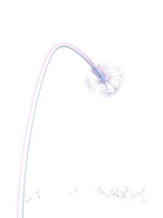 dandelion crumbles down isolated on white