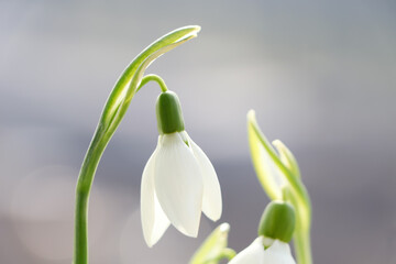 Blooming snowdrops on blurred background, closeup. First spring flowers