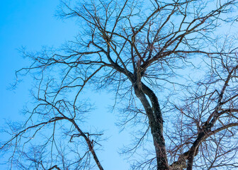 Spring. Beautiful trees in a clear blue sky.