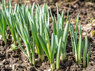 Obraz premium Sprosslinge treiben aus im Frühling