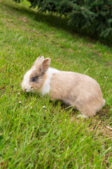 Fototapeta premium Portrait of a cute cream brown rabbit with beautiful eyes