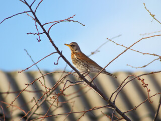 Fieldfare sitting on a branch