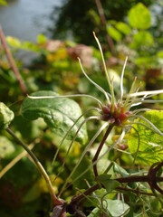 flower in the garden