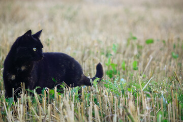 Cat_landscape