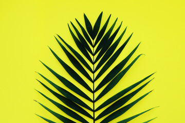 Fototapeta premium Green leaf of palm tree on yellow background